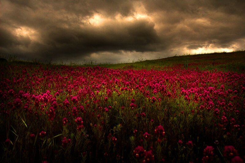 Field of Red Flowers