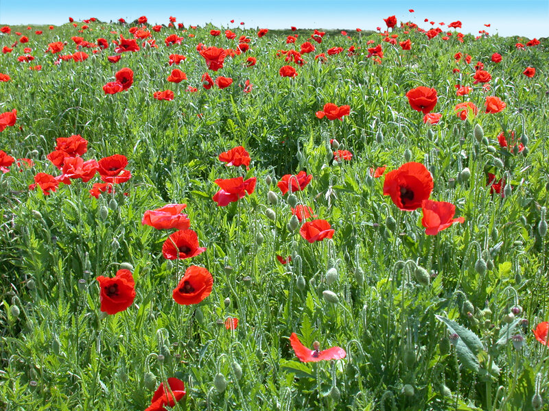 Field of red poppies