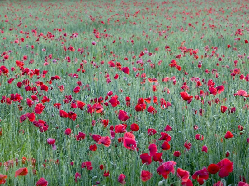 Field of red poppies