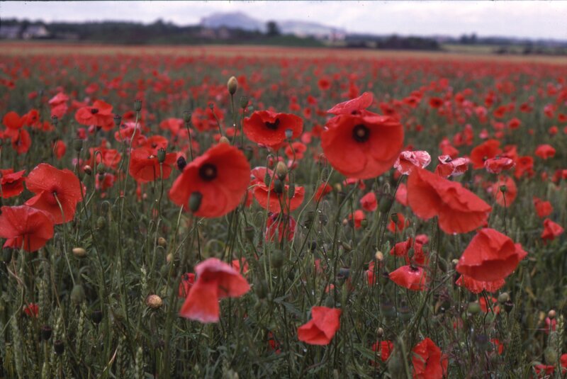 Field of red poppies
