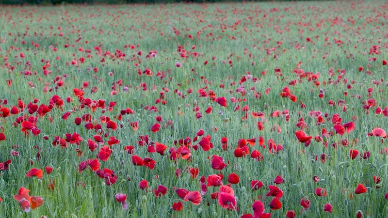 Field of red poppies