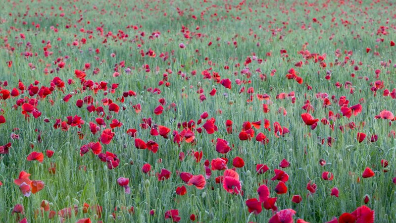 Field of red poppies