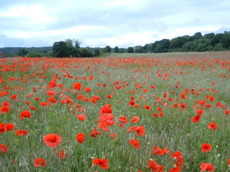 Field of red poppies