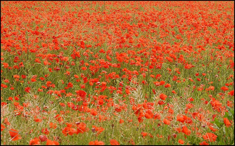 Field of red poppies