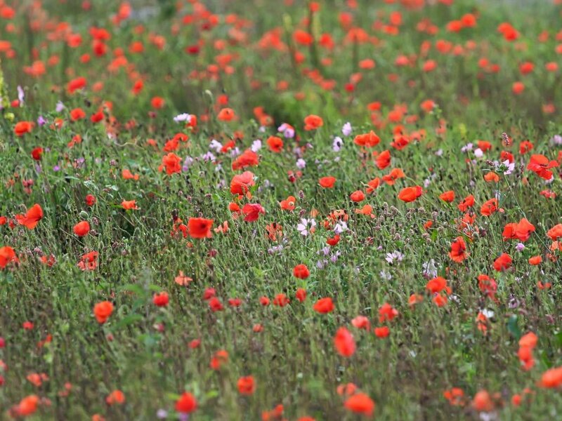 field of red poppies