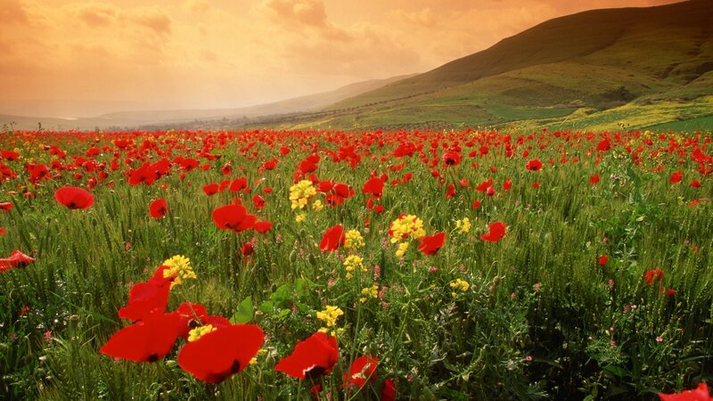Field of red poppies at sunset
