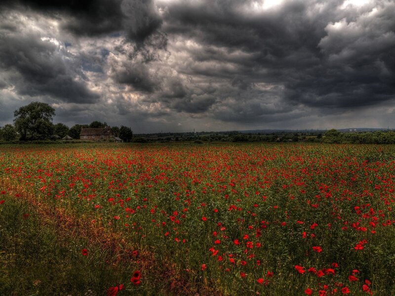 Field of Red Poppies — Dramatic, Afternoon, Photograph, House