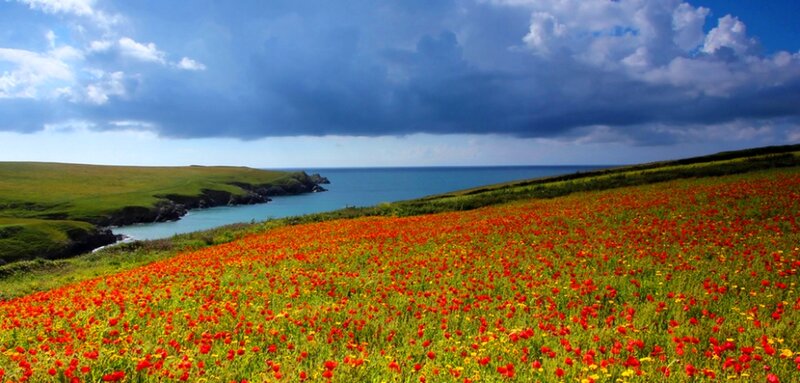 Field of Red Poppies — Dramatic, Afternoon, Photograph, Ocean