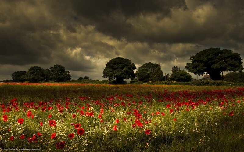Field of Red Poppies — Dramatic, Afternoon, Photograph, Trees, Clouds, Grass