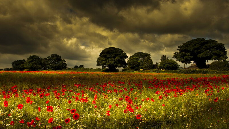 Field of Red Poppies — Dramatic, Afternoon, Photograph, Trees