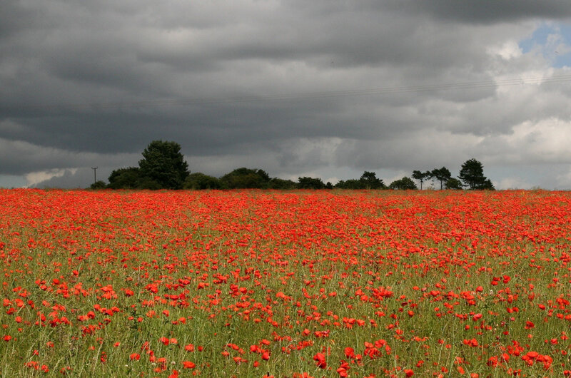Field of Red Poppies — Dramatic, Afternoon