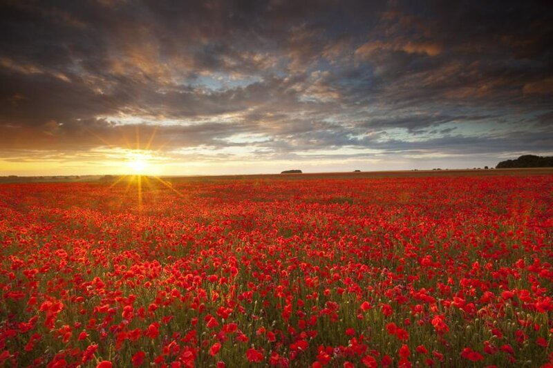 Field of Red Poppies — Dramatic, Sunrise