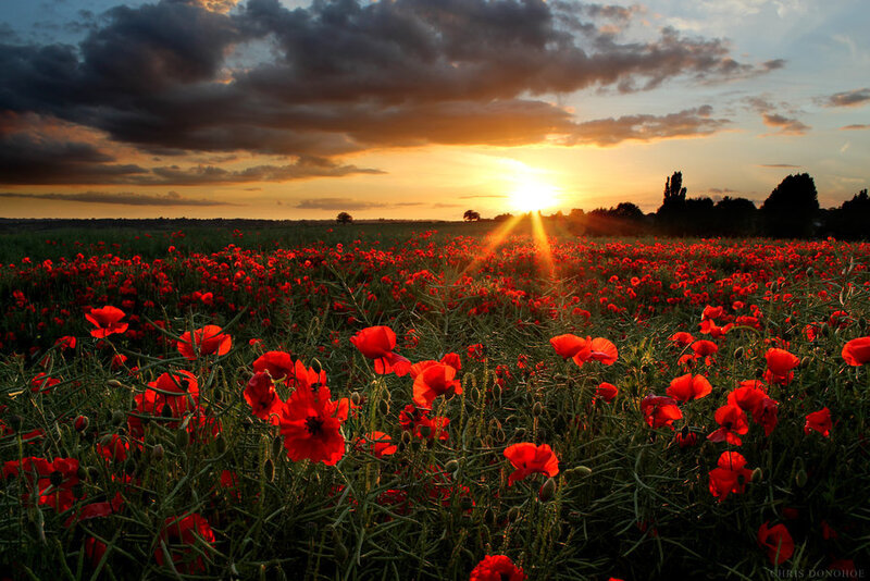 Field of Red Poppies — Dramatic, Sunset, Photograph, Clouds