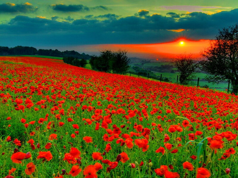 Field of Red Poppies — Dramatic, Sunset, Photograph, Clouds, Trees
