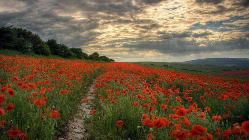 Field of Red Poppies — Dramatic, Sunset, Photograph, Path