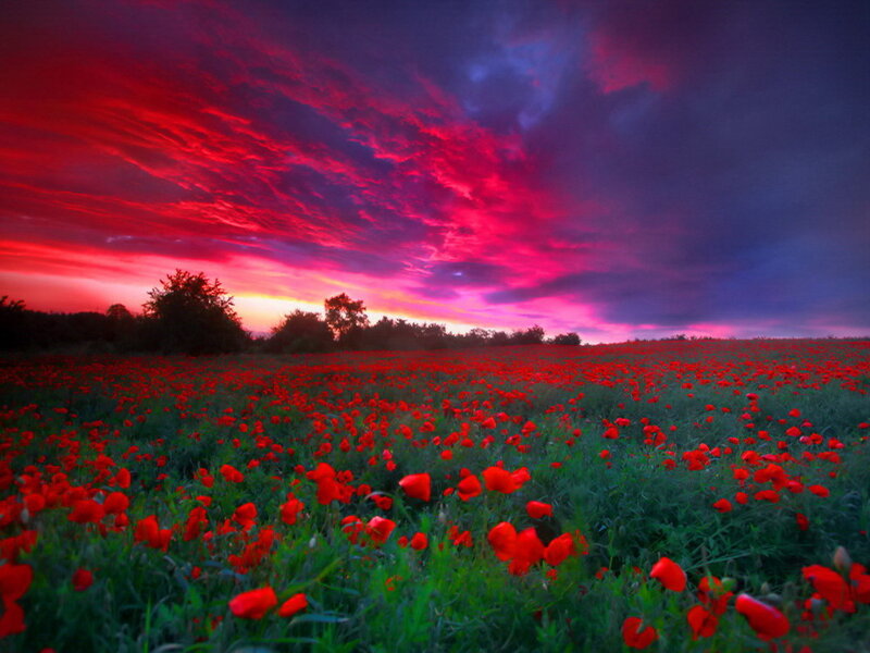 Field of Red Poppies — Dramatic, Sunset, Photograph, Sky, Clouds