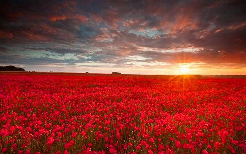 Field of Red Poppies — Dramatic, Sunset, Photograph, Sun, Clouds, Horizon