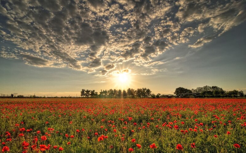 Field of Red Poppies — Dramatic, Sunset, Photograph, Sun, Clouds