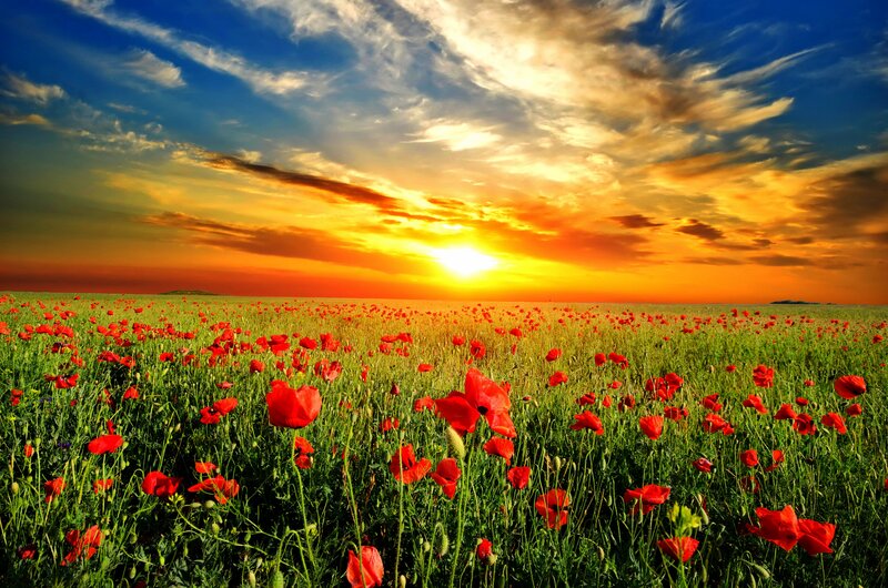 Field of Red Poppies — Dramatic, Sunset, Photograph, Sun, Sky, Clouds, Grass