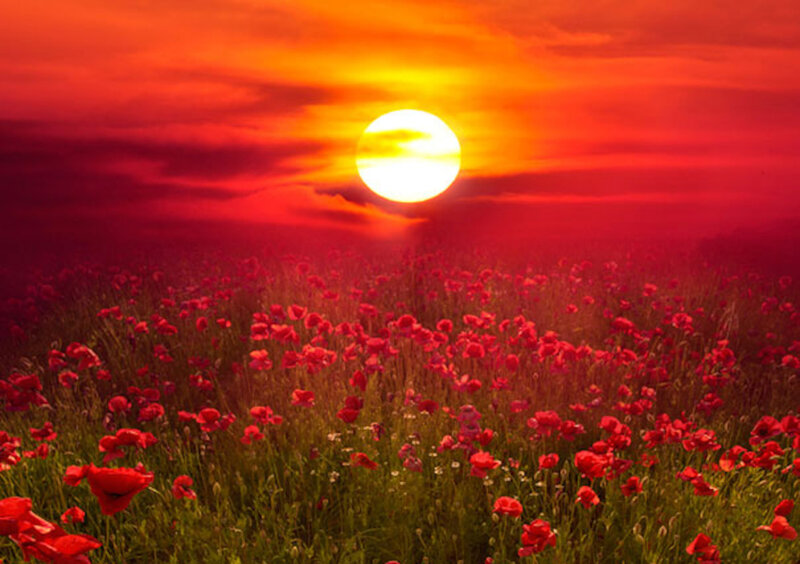 Field of Red Poppies — Dramatic, Sunset, Photograph, Sun, Sky, Clouds