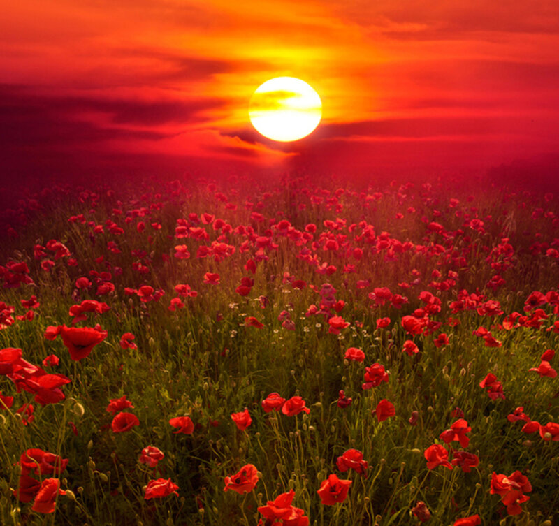 Field of Red Poppies — Dramatic, Sunset, Photograph, Sun, Sky