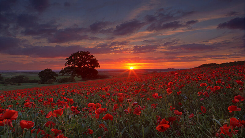 Field of Red Poppies — Dramatic, Sunset, Photograph
