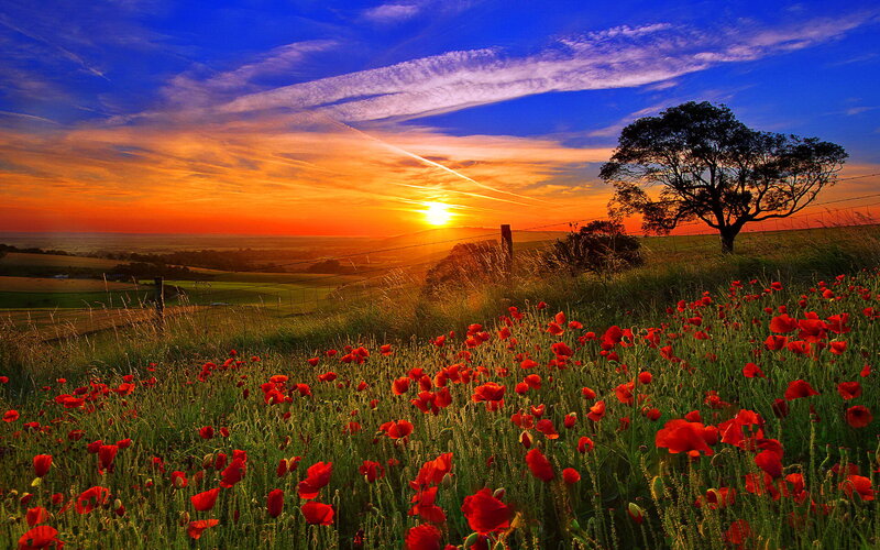 Field of Red Poppies — Dramatic, Sunset, Photograph, Tree, Fence