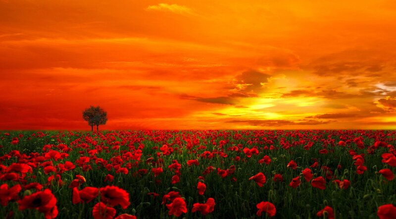 Field of Red Poppies — Dramatic, Sunset, Photograph, Tree, Sky