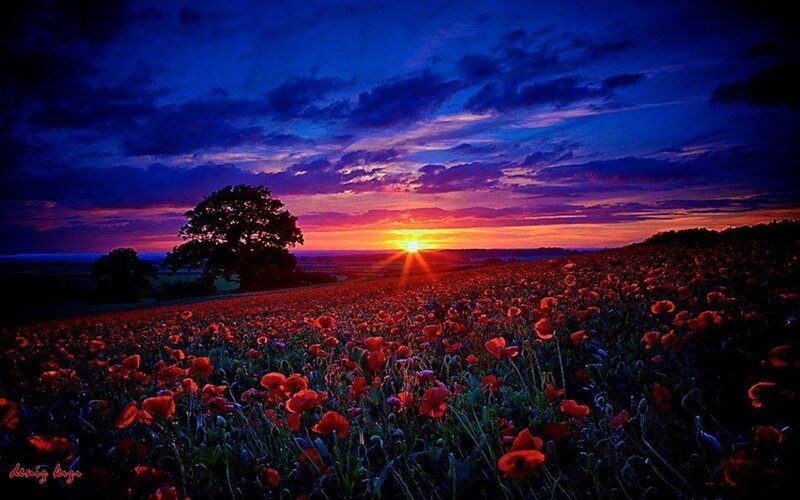 Field of Red Poppies — Dramatic, Sunset, Photograph, Tree