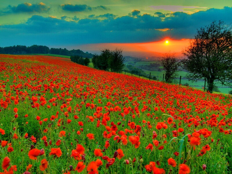 Field of Red Poppies — Dramatic, Sunset, Photograph, Trees