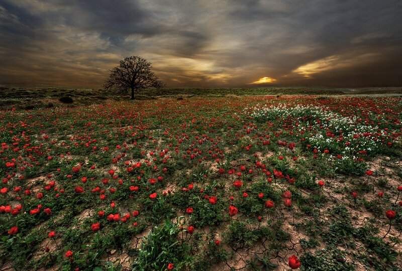 Field of Red Poppies — Dramatic, Sunset