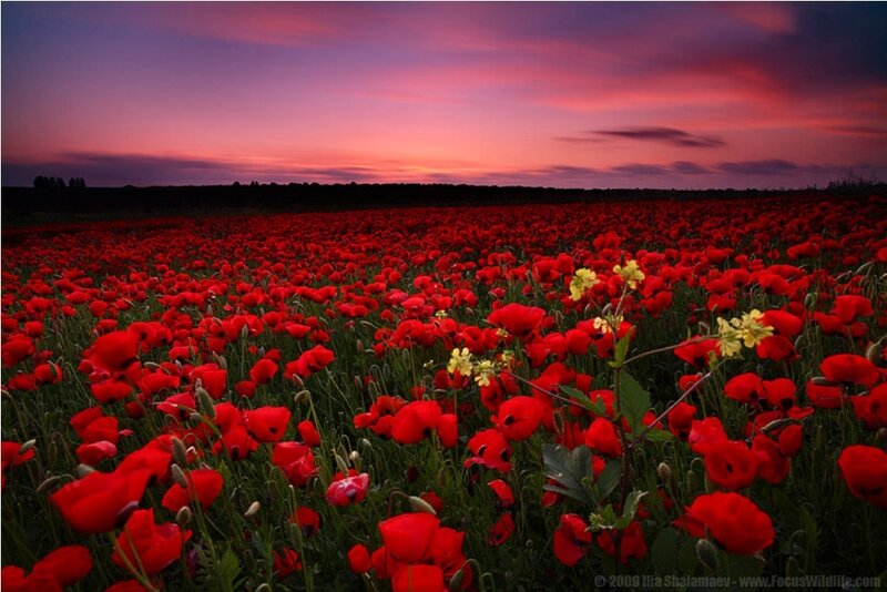 Field of Red Poppies — Dramatic