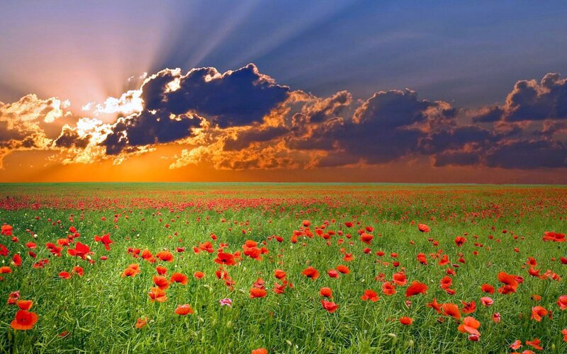Field of Red Poppies — Green, Dramatic, Sunset