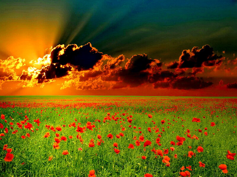 Field of Red Poppies — Green, Dramatic
