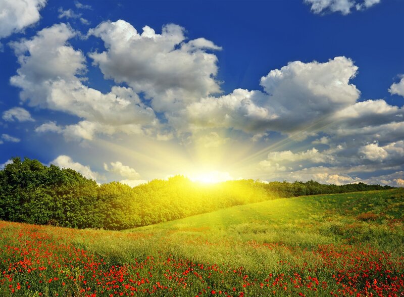 Field of Red Poppies — Green, Serene, Afternoon