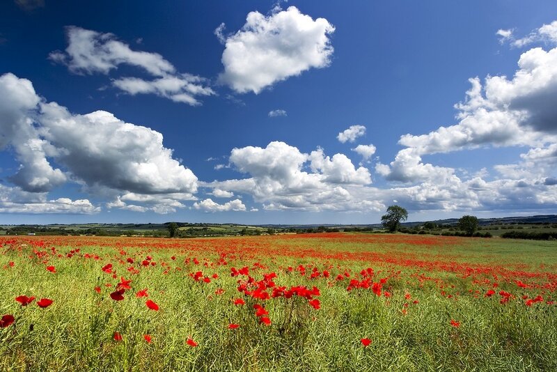 Field of Red Poppies — Serene, Afternoon, Photograph, Clouds, Tree