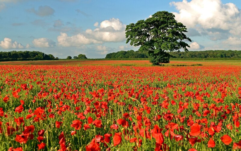 Field of Red Poppies — Serene, Afternoon, Photograph, Tree, Sky, Clouds
