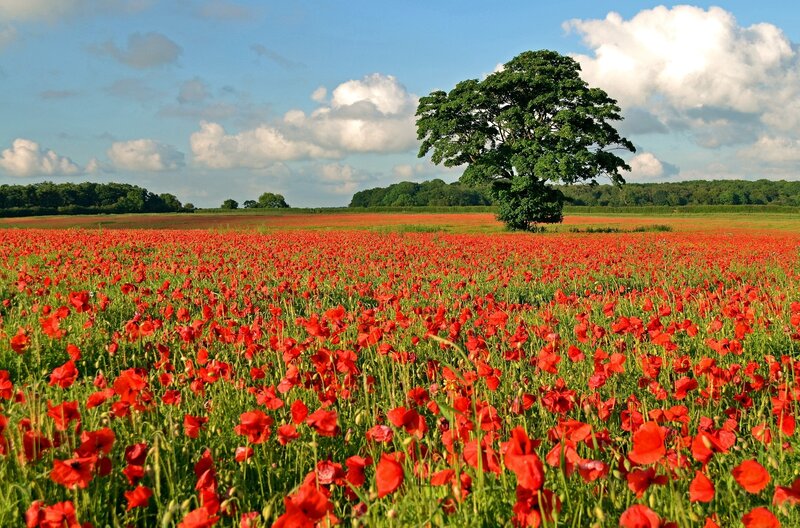 Field of Red Poppies — Serene, Afternoon, Photograph, Tree, Sky