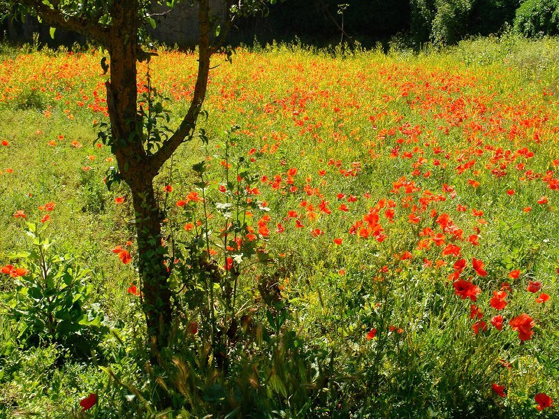 Field of Red Poppies — Serene, Afternoon, Photograph, Tree