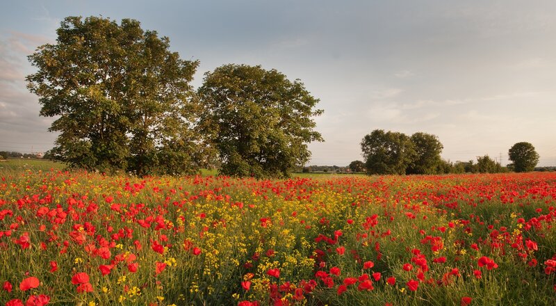 Field of Red Poppies — Serene, Afternoon, Photograph, Trees