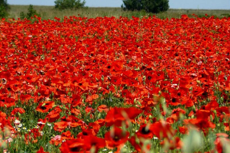 Field of Red Poppies — Serene, Summer, Photograph