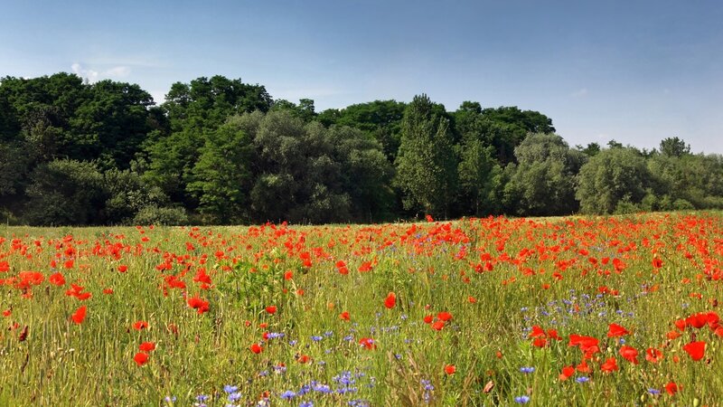 Field of Red Poppies — Serene, Summer, Photograph, Trees, Sky