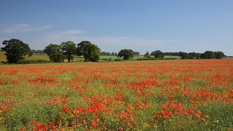 Field of Red Poppies — Serene, Summer, Photograph, Trees