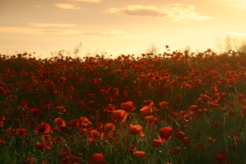 Field of Red Poppies — Serene, Sunset, Photograph, Sky, Clouds