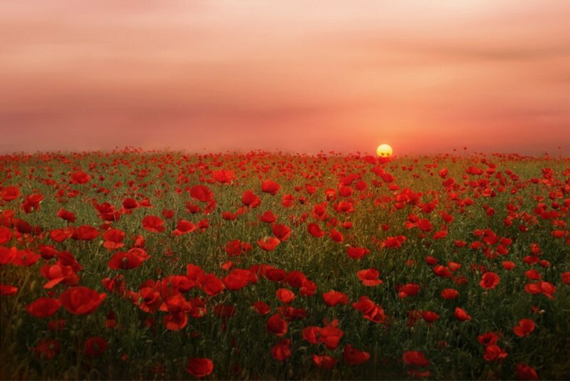 Field of Red Poppies — Serene, Sunset, Photograph, Sky