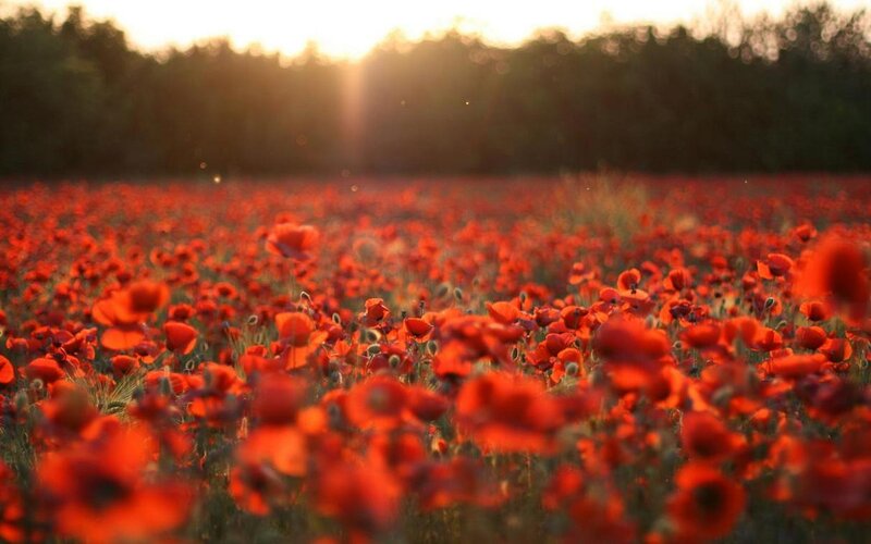 Field of Red Poppies — Serene, Sunset, Photograph, Sunlight