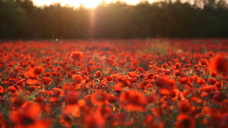 Field of Red Poppies — Serene, Sunset, Photograph, Sunlight, Trees
