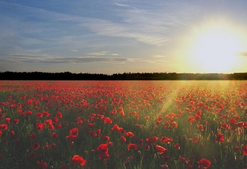 Field of Red Poppies — Serene, Sunset, Photograph