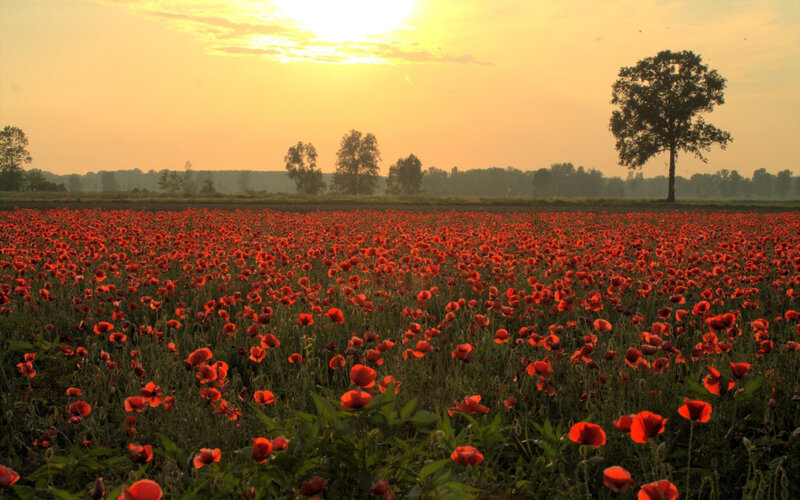 Field of Red Poppies — Serene, Sunset, Photograph, Tree, Sky, Sun