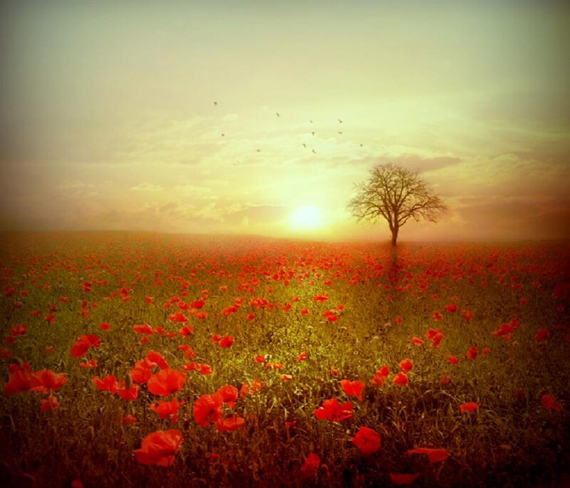 Field of Red Poppies — Serene, Sunset, Photograph, Tree